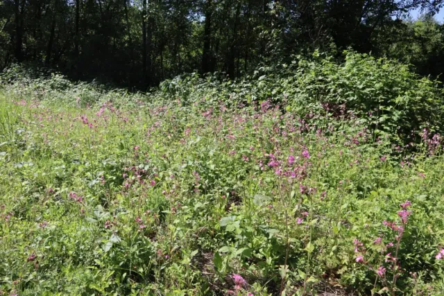 MediGran Schaduwflora HD-69 bloemenmengsel droge schaduw
