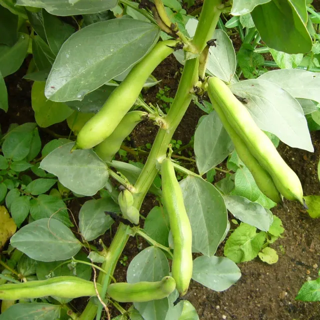 De Tuinen van MergenMetz Oldambtster Wierdeboon tuinbonen zeldzaam