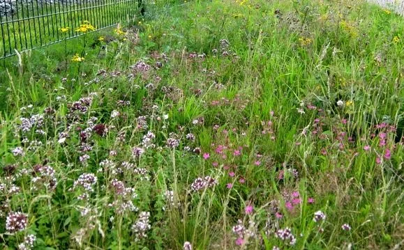 MediGran Graslandflora GD-62 bloemenzaden droge grond
