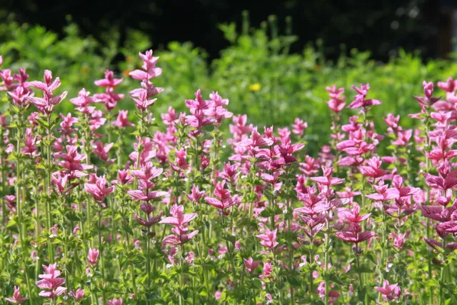 Vitale Rassen Pink Sundae bonte salie zaden onbespoten