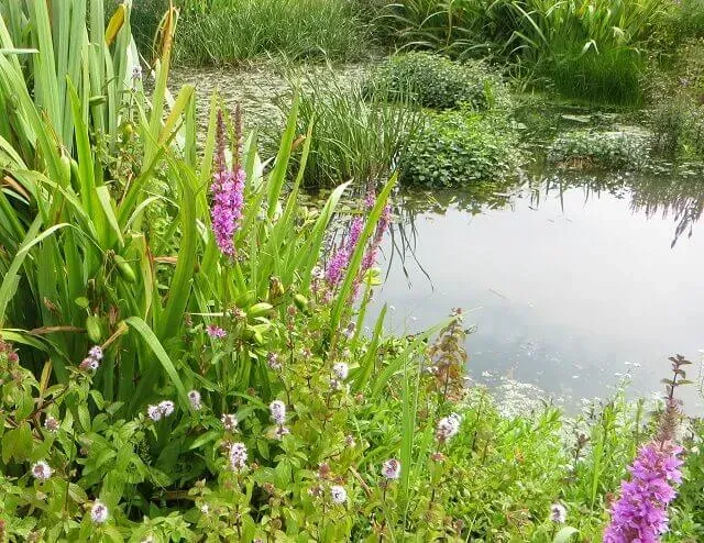 MediGran Ruigteflora RN-28 bloemenmengsel natte kleigrond