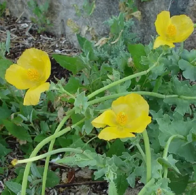 MediGran Glaucium flavum gele hoornpapaver zaden onbespoten