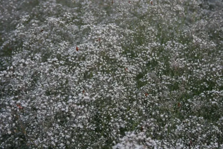 Vitale Rassen Pluimgipskruid bloemzaden onbespoten