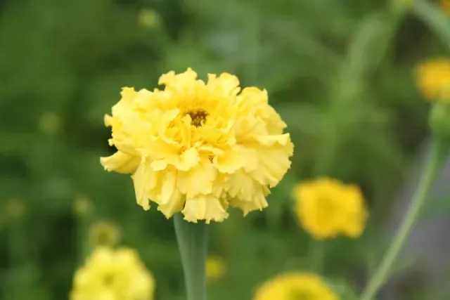 Vitale Rassen Afrikaantje Lemonade bloemzaden onbespoten