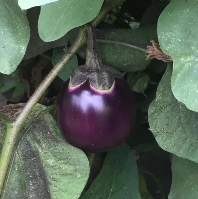 Vitale Rassen Aubergine Ronde de Valence zaden