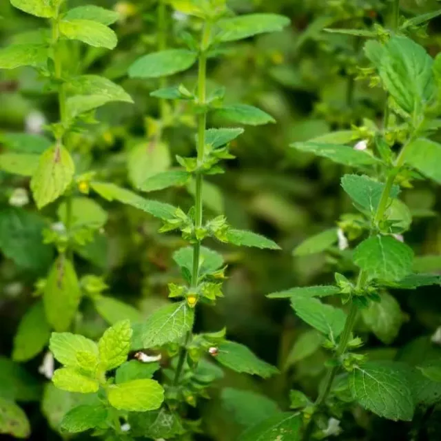 MediGran Citroenmelisse Melissa officinalis zaden onbespoten
