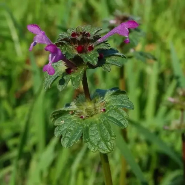 MediGran Lamium amplexicaule Hoenderbeet zaden onbespoten