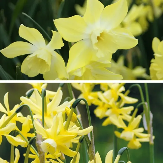 World Botanics Fragrant geurende narcissenbollen 30 stuks