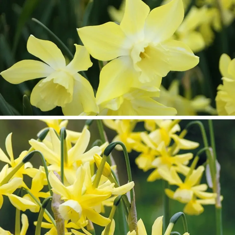 World Botanics Fragrant geurende narcissenbollen 30 stuks