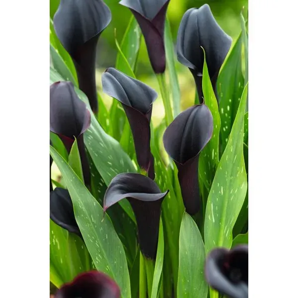 World Botanics Zantedeschia Schwazwalder bloembollen paars