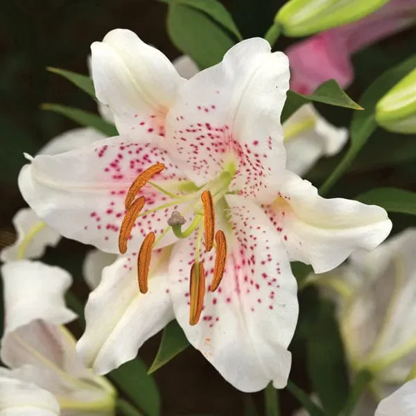 World Botanics Muscadet lelie bloembollen wit roze geurend