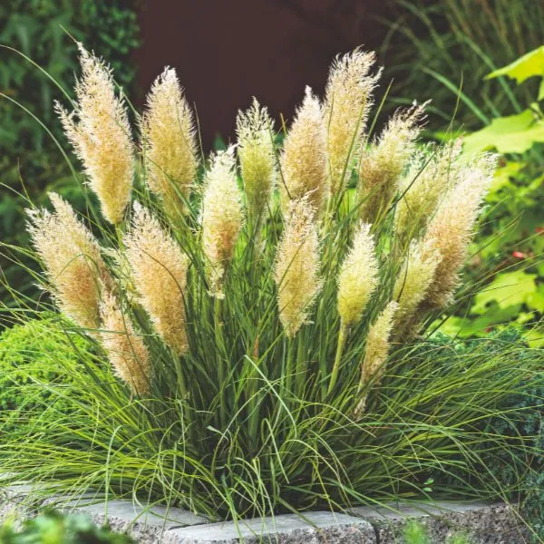 World Botanics Tiny Pampa pampasgras plant 1 x 9cm winterhard