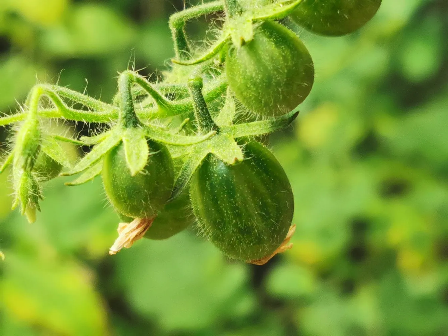 De Tuinen van MergenMetz Galapagos tomatenzaden 10 stuks wild