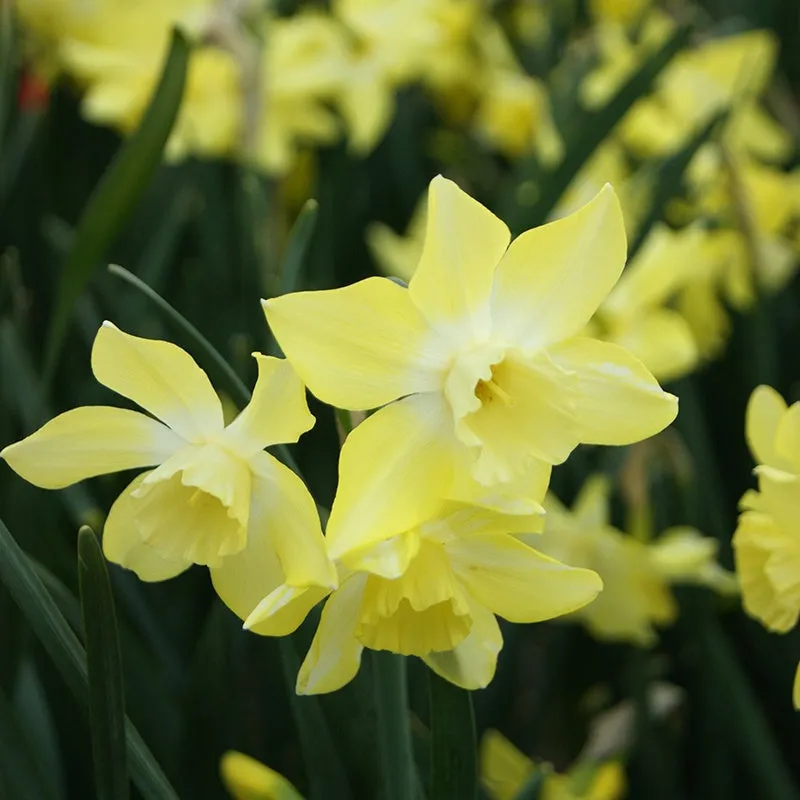 World Botanics Narcissus Pipit narcisbollen geel 15 stuks