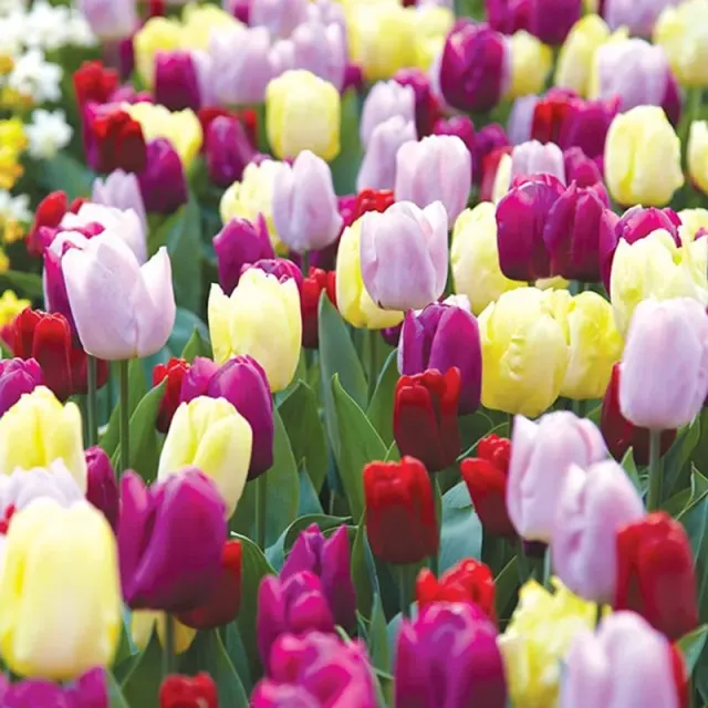 World Botanics Prince Collection tulpenbollen 40 stuks vroeg