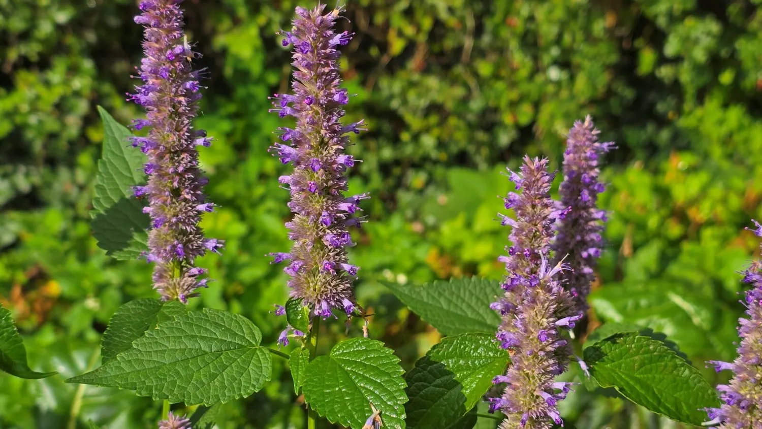 De Tuinen van MergenMetz Agastache cana dropplant P9 geurend