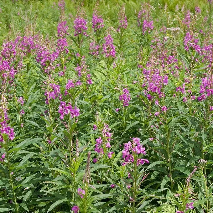 MediGran Chamaenerion angustifolium zaden wilgenroosje