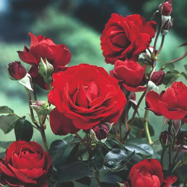 World Botanics Crimson Cascade klimroos rood 1 kale wortel