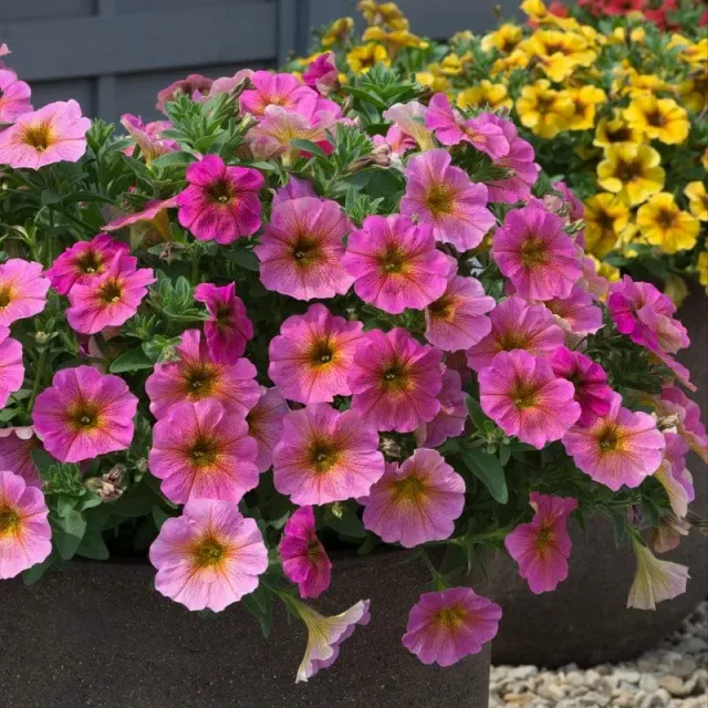 World Botanics Beautical Sunray Pink petchoa 5 jonge planten