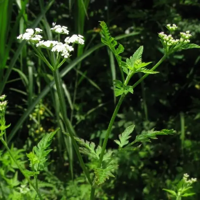 MediGran Torilis japonica zaden heggedoornzaad onbespoten
