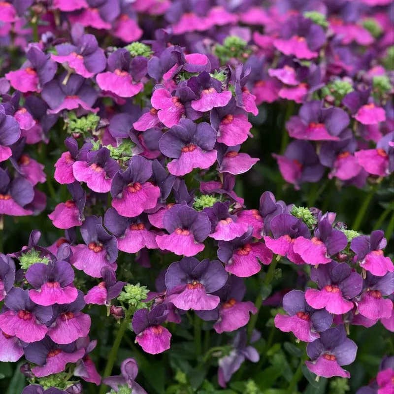 World Botanics Lady Lisa nemesia jonge planten 5 stuks