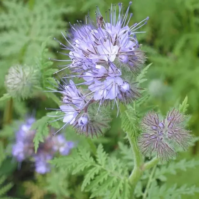 MediGran Phacelia tanacetifolia phacelia zaden onbespoten