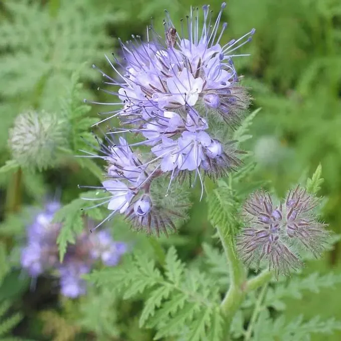 MediGran Phacelia tanacetifolia phacelia zaden onbespoten