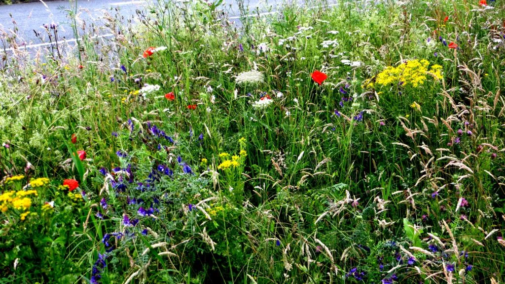 MediGran Vlinderbloemenmengsel VL-10 zaden inheems