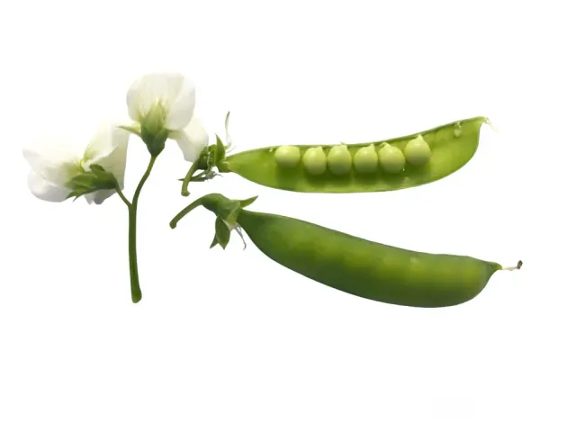 Vitale Rassen Sugar snaps hoog zaden onbespoten