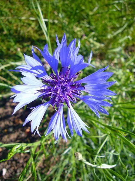 MediGran Centaurea cyanus Korenbloem zaden onbespoten