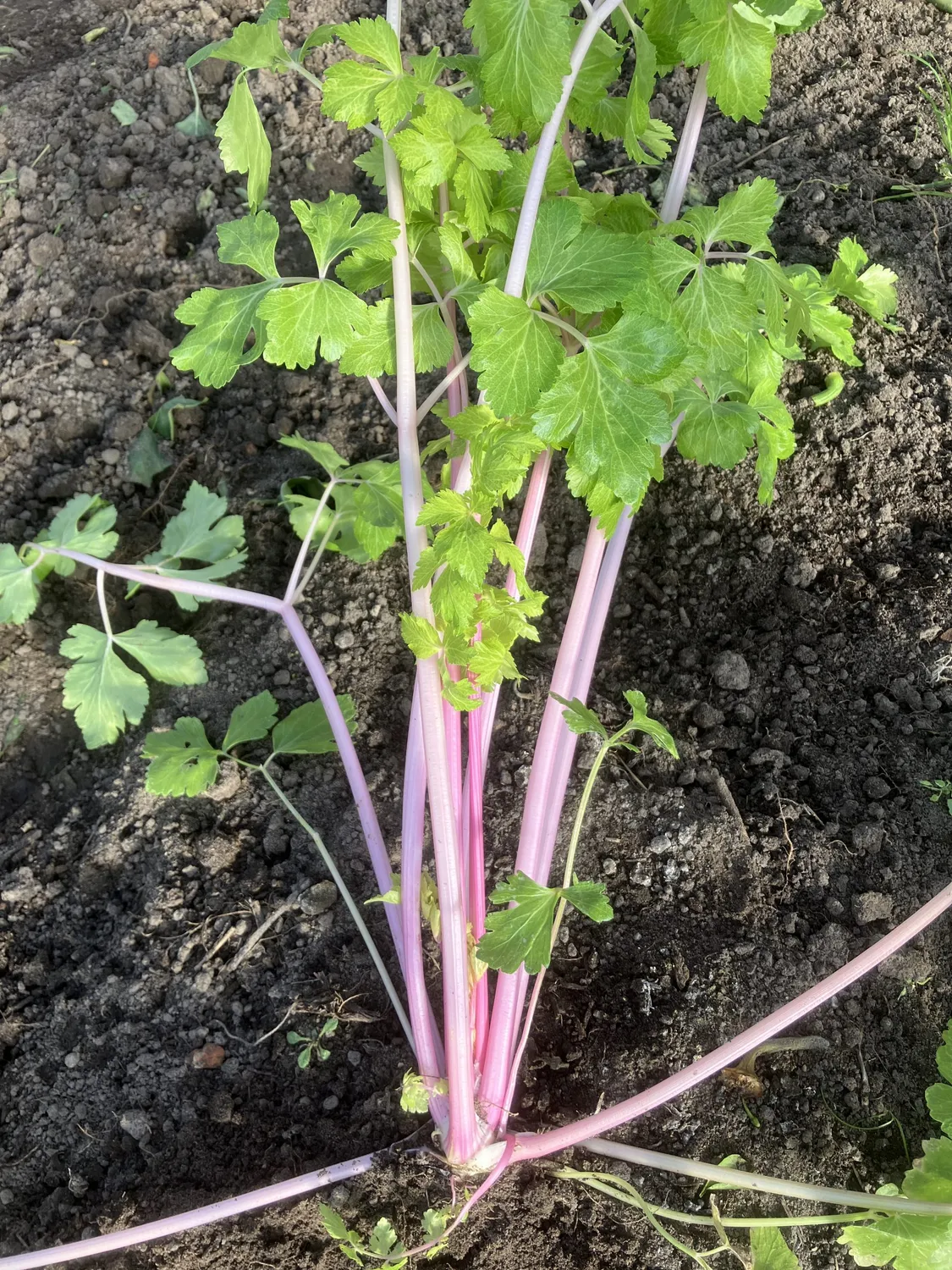 Vitale Rassen lange roze Chinese Pink snijselder zaden onbespoten