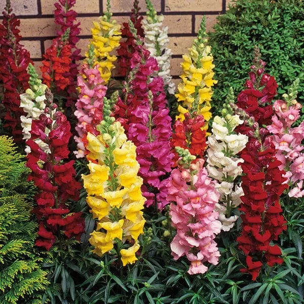 World Botanics Antirrhinum Sonnet Mixed F1 leeuwenbekjes 15 planten