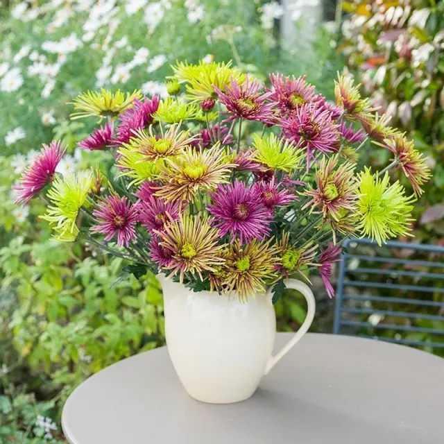 World Botanics Tula Starburst chrysant 5 jonge planten mix
