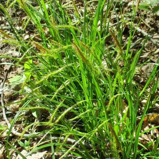 MediGran Carex sylvatica zaden boszegge onbespoten