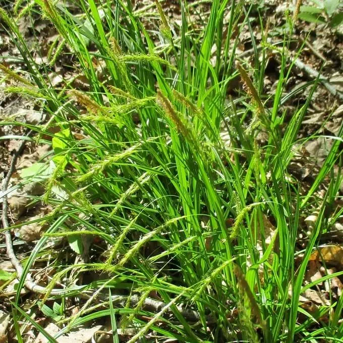 MediGran Carex sylvatica zaden boszegge onbespoten