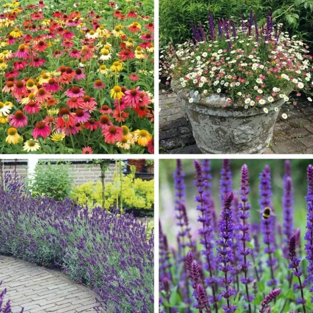 World Botanics Bestseller vaste planten collectie 60 stuks