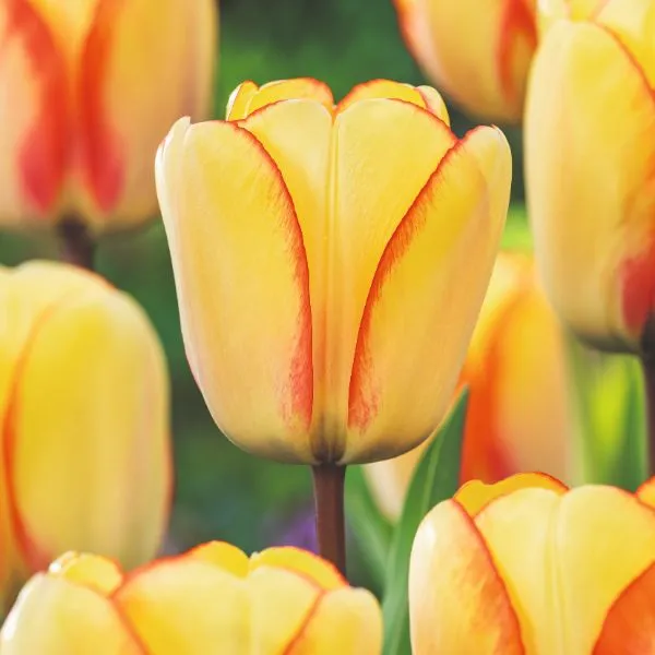 World Botanics Beauty of Spring tulpen bloembollen 15 stuks geel