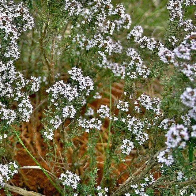 MediGran Thymus vulgaris echte tijm zaden onbespoten