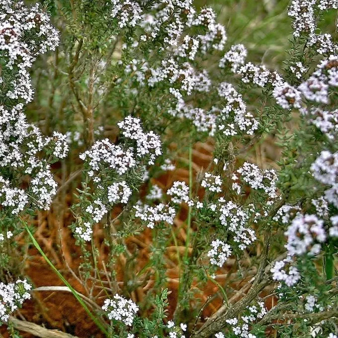 MediGran Thymus vulgaris echte tijm zaden onbespoten