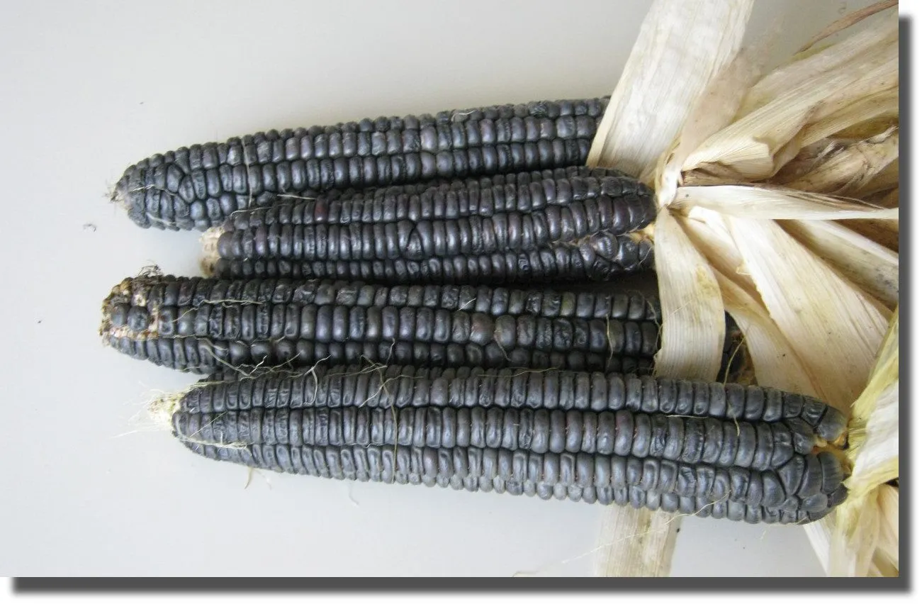 De Tuinen van MergenMetz Black Iroquois suikermaiszaden ca. 20 stuks