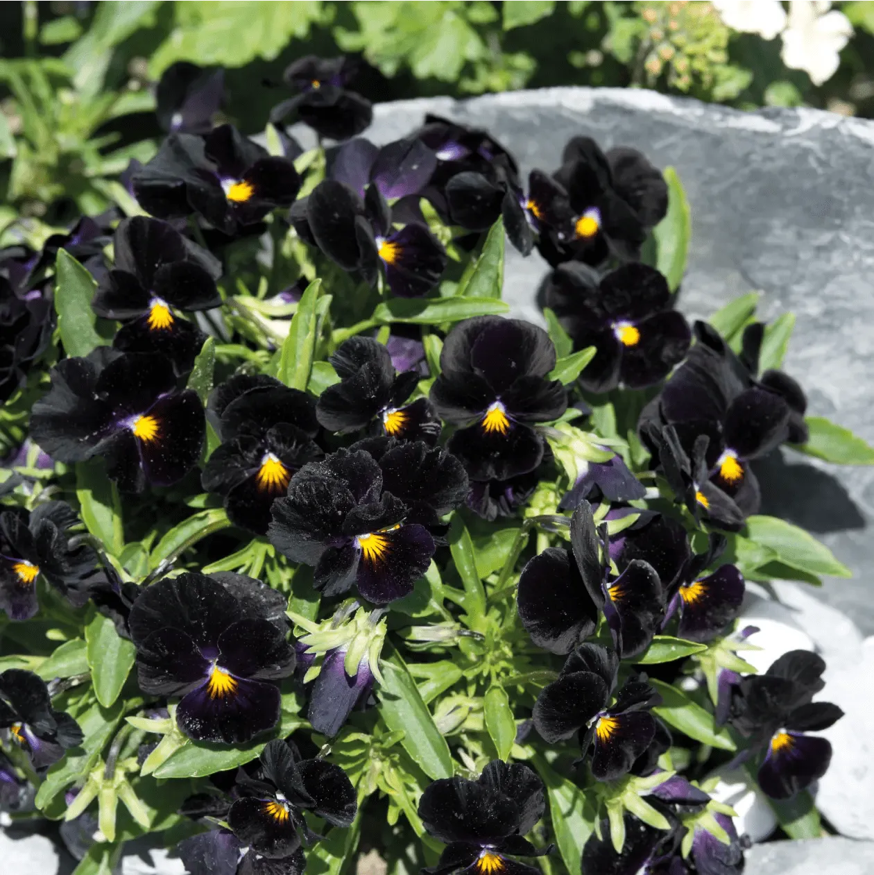 World Botanics Back to Black viooltjes zaden donker