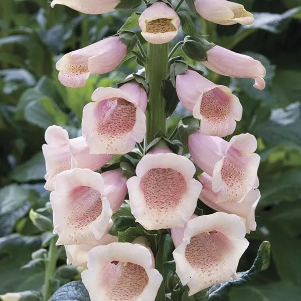 World Botanics Dalmatian vingerhoedskruid planten 5 stuks bijen