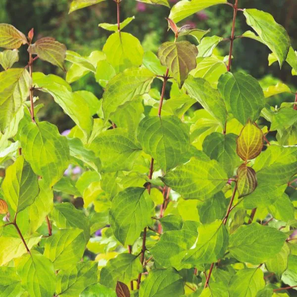 World Botanics Anny's Winter Orange kornoelje plant 9cm