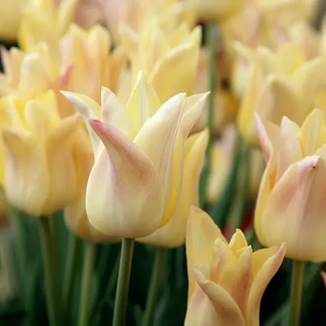 World Botanics Tulip Elegant Lady bloembollen ivoor-roze 15 stuks