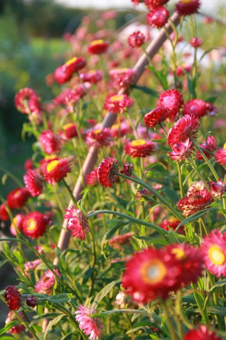 Vitale Rassen donkerroze strobloem zaden onbespoten