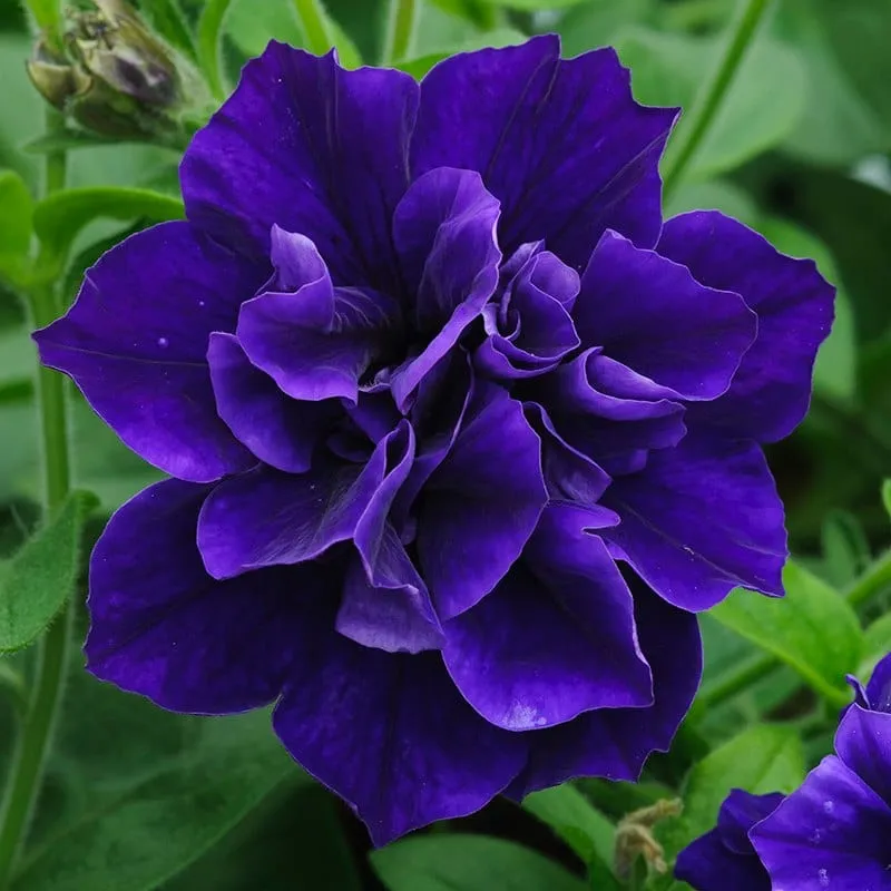World Botanics Tumbelina Collection petunia 5 jonge planten gevuld