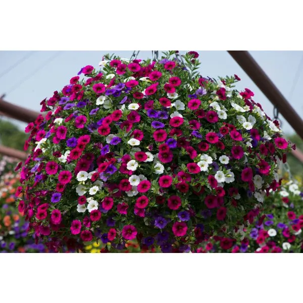Trixi Spirit calibrachoa bloemplanten 5 jonge planten zon