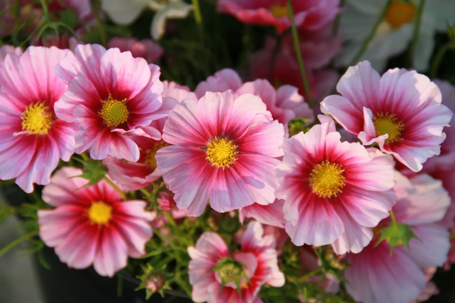 Vitale Rassen Daydream bloemenmix zaden onbespoten