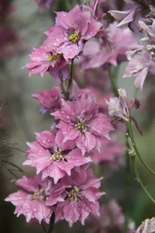 Vitale Rassen Misty Lavender ridderspoor zaden onbespoten