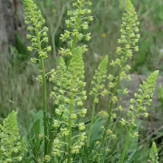 MediGran Wilde Reseda Reseda Lutea zaden onbespoten